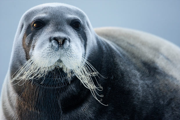fun facts - The Bearded Seal